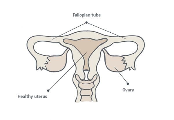 healthy uterus
