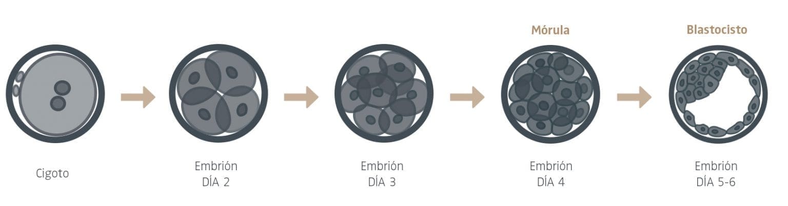 ¿Cómo es un embrión y cuáles son sus partes? - Equipo Juana Crespo
